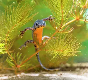 Alpestris: Alpine Newt