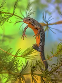 Lurch: Alpine Newt