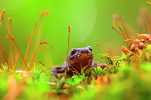 Alpestris: Alpine Newt
