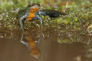 Ffwet: Alpine Newt