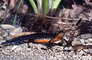 Hans D Dossenbach: ALPINE NEWT