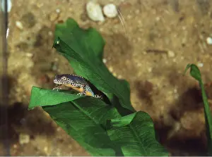 Ursula Curth: ALPINE NEWT