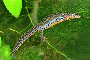 Alpestris: Alpine Newt - female