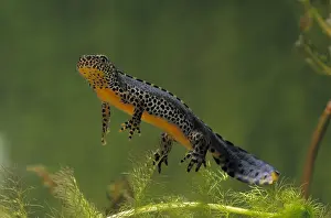 Salamander: Alpine Newt (Ichthyosaura alpestris) male under