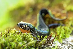 Salamander: Alpine newt (Ichthyosaura alpestris), sits in moss