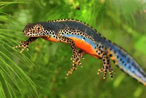 Alpestris: Alpine Newt - male