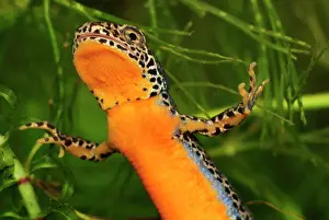 Alpestris: Alpine Newt - male