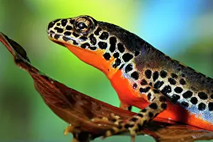 Alpestris: Alpine Newt - male