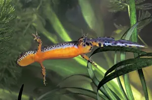 Alpestris: Alpine Newt - male