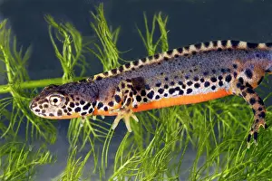 Alpestris: Alpine Newt - underwater