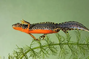 Alpestris: Alpine Newt - underwater