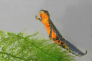 Alpestris: Alpine Newt - underwater