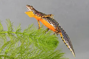 Alpestris: Alpine Newt - underwater