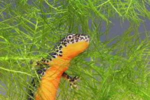 Alpestris: Alpine Newt - underwater