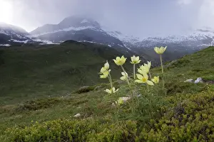 Pasque: Alpine Pasque Flower