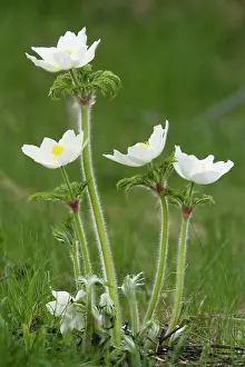 Pasques: Alpine pasque flowers, white form