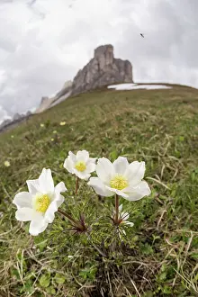 Veneto: Alpine pasqueflower or alpine anemone (Pulsatilla alpina) growing in high-altitude environment