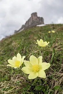 Veneto: Alpine pasqueflower or alpine anemone (Pulsatilla alpina) growing in high-altitude environment