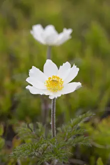 Subsp: Alpine Pasqueflower - flowering - Harz National