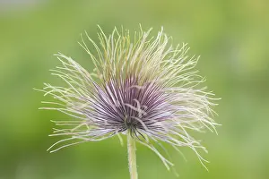 Buttercup: Alpine Pasqueflower - seed head - Harz National