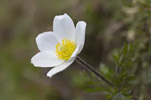 190219: Alpine pasqueflower, White Pasque Flower - flowering