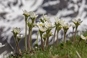 Alpines: Alpine pasqueflowers, Pulsatilla alpina, in flower