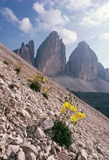 Dolomite: Alpine POPPY