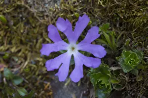 190219: Alpine Primrose - flowering - Hohe Tauern National