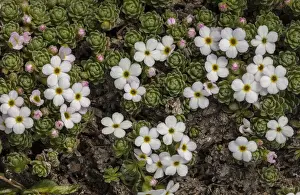Clump: Alpine rock-jasmine, Androsace alpina clump in flower