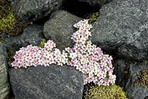 Jasmine: Alpine Rock-Jasmine - cushion alpine at high altitude