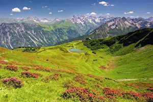 Cable: Alpine rose blossom, panorama from Fellhorn over Schlappolds