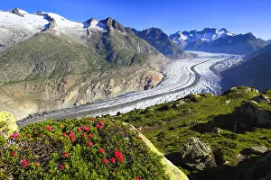 Glaciers: Alpine rose( Rhododendron spec.), Bathtub horns, Aletsch