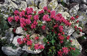 Ferrugineum: Alpine-rose on rocks