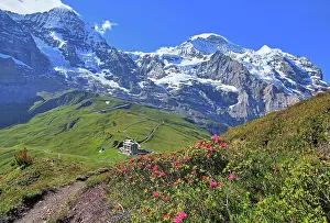 Roses: Alpine Roses on Kleine Scheidegg in front of Mnnch