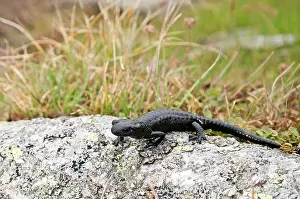 Salamandra: Alpine Salamander on rock