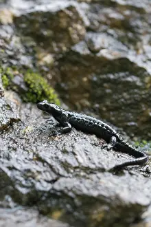 Moisture: Alpine salamander (Salamandra atra), on damp stone
