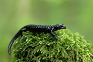 Move: Alpine salamander (Salamandra atra), running on