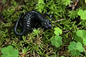 Atra: Alpine salamander (Salamandra atra), stands moss