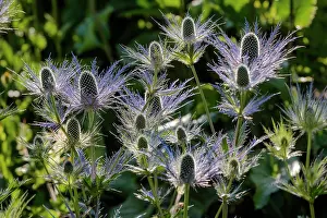 Apiaceae: Alpine Sea holly (Eryngium alpinum) in bloom in