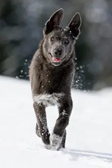 Completely: Alpine Shepherd running in the snow, North Tyrol