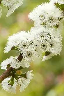 Eucalyptus: Alpine snow gum (Eucalyptus pauciflora subsp. niphophila)