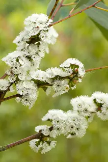 Eucalyptus: Alpine snow gum (Eucalyptus pauciflora subsp. niphophila)