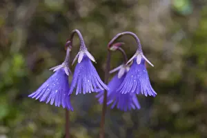 190219: Alpine Snowbell - flowering - Hohe Tauern National