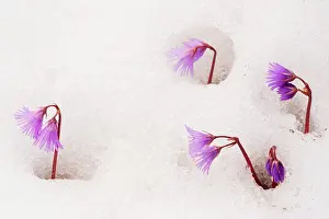 Snowbell: Alpine Snowbell - in snow
