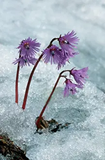 Snowbell: Alpine Snowbell in snow