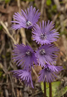 Montane: Alpine Snowbell, Soldanella alpina, in flower in