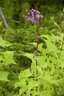 Thistles: Alpine sow-thistle