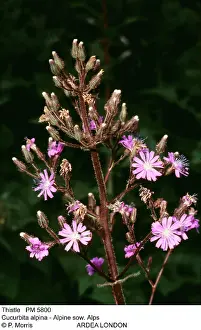 Cucurbita: ALPINE SOW THISTLE