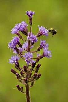 Visiting: Alpine sow-thistle - with visiting bumble bee