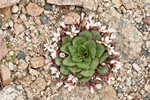 Scree: Alpine Spring Beauty - growing in scree